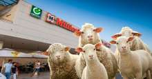 VIDEO: Family of Zadar Sheep Visit Shopping Mall
