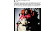 Dog Protects Injured Mountaineer on Velebit's Vaganski Vrh, HGSS Saves the Day