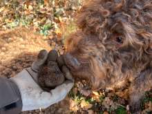 Truffles are edible fungi (mushrooms) that grow underground. Their spores form a symbiotic relationship with tree roots; only certain types of trees create this bond.