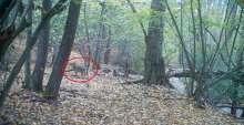 Wolf was again seen on Papuk