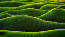 Company Invests €6.6m in Microalgae Production in Croatia