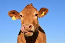 2021 Saw Rise In Head Of Cattle, Fall In Number Of Pigs, Sheep, Poultry
