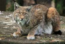 Rewilding Velebit: Another Eurasian Lynx Released - Meet Ljubo