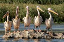 Neretva River Mouth Again an Attraction for Ornithologists and Bird Watchers