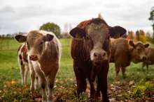 HPK: Croatia to Ask EU for €2m in Aid for Dairy Sector