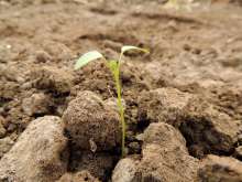 Zagreb Residents Plant Mini Garden in Centre of City, Receive Penalty