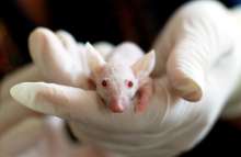 26,000 Animals Used in Experiments in Croatia, Says Association