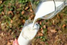 Osijek Belje Factory Retains Employees, Creates Own Queen Cow Milk Brand