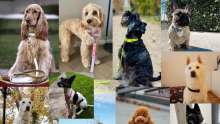 From Nautical Bracelets to Dog Collars: Break Time Launches Pet Time Croatia!