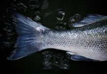 Cromaris: Croatian Fish Farmers Receive Highest Recognition for Quality