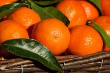 Croatian Mandarin Harvest Begins - Yield Low, Producers Unhappy