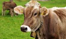 Queen Cow: Croatian Branding of Belje Kravica Kraljica Milk Proves Hit