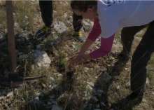 Reforestation