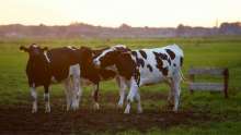 Over 400 Exhibitors From Dozen Countries to Attend Bjelovar Spring Fair