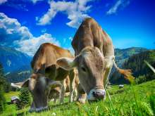 Financial Aid Essential to Adapt to New EU Strategies, Says Farm Association