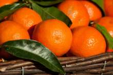 Neretva Fruit Growers Breathe Sigh of Relief as Third of Produce Has Buyer
