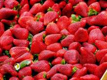 Could Drought Throw Spanner in Works for Croatian Strawberries?