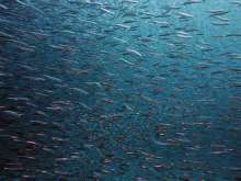Rijeka Veterinary Institute to Present Sustainable Fish Farming Project