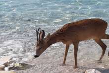 Swimming For All: A Deer Goes for a Dip on Hvar