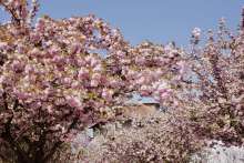 Zagreb in Spring: Šulekova Through Lens of Roza Zanini Mozara
