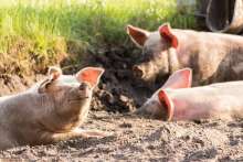 Croatian Pig Farming Industry Threatened With Collapse?