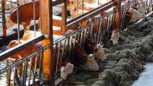 Dairy Farmers Say Farm Gate Price Insufficient to Cover Production Costs