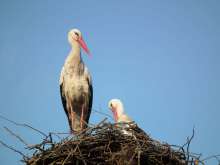 Name Lonjsko Polje Nature Park Storks and Watch Them via Live Stream!