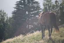 Zagreb County Horse Riding Trail Covering Nearly 100 Kilometres Presented