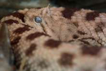A horned viper (poskok)