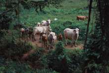 Karst Cattle Growers Accuse Ministry, State Forest-Management Company of Obstruction