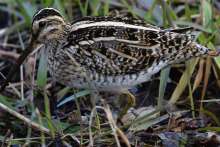 Snipe