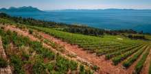 Vineyards on Pelješac. Sections of the winemaking industry on the peninsula are preparing to offer free holidays for Austrians and Slovenes in September and October 2020
