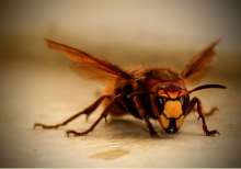 KBC Osijek: Tragedy as Young Slavonia Man Dies from Hornet Sting