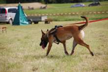 International Search and Rescue Dog Day, April 25