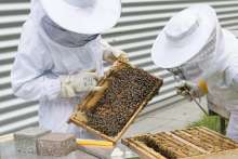 Government Adopts Aid Packages For Beekeepers And Livestock Farmers