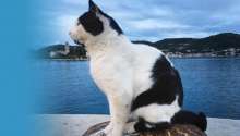 Animal Shelters and Associations in Croatia: Street Cats of Vis