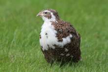 Up to 100,000 Quail Killed Annually in Illegal Hunting