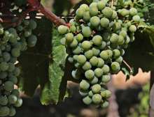 Feravino Winery Has Plan to Change People's Perception of Slavonia