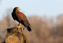 Harris's hawk