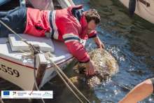 Three Sea Turtles Rescued on Lošinj Island, Washed Ashore by Bura Wind