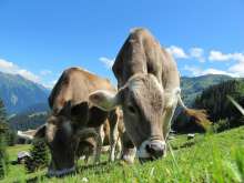 2020 Sees 0.3% Drop in Cow Milk Collected