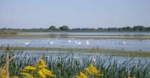 The wetlands of Kopacki rit, where Osijek-Baranja police found the Syrian migrant family stranded