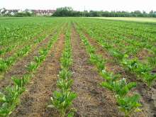 Ministry Proposes €4m Aid Scheme for Sugar Beet Farmers