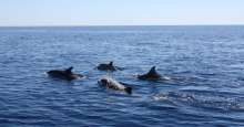 a dolphin family
