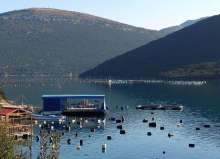 Peljesac Peninsula Oyster and Mussel Production Facing Disaster