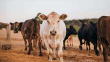 Croatian Chamber of Agriculture: Price of Raw Milk Should Head Towards HRK 3.5