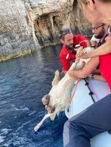 Croatian Mountain Rescue Service Rescues Goat from Sheer Vis Cliffs
