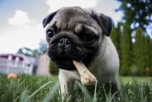 The first pet food vending machine in Croatia