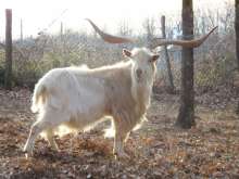 Istrian goat