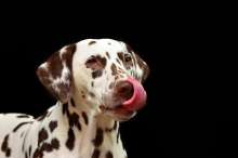 Speaking Dalmatian - A Little Dictionary of (Mostly) Forgotten Words